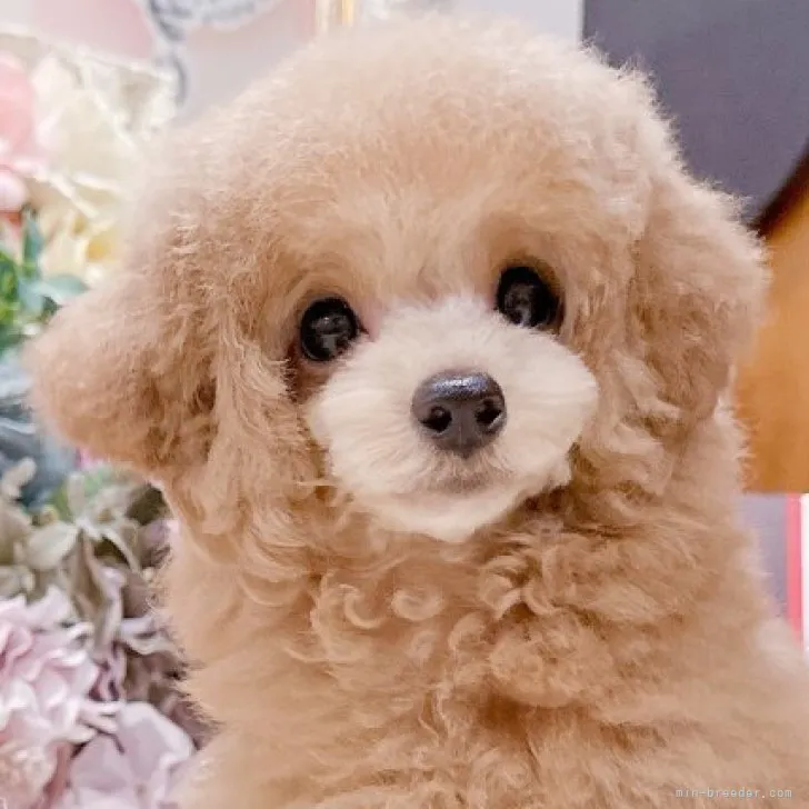 ID:2308-01961の子犬