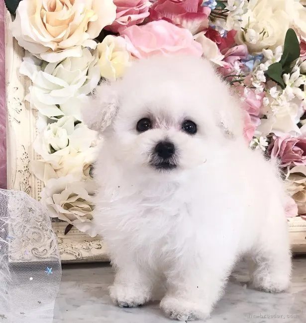 ID：2109-02544の子犬