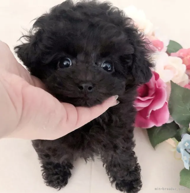 ID：2201-02858の子犬