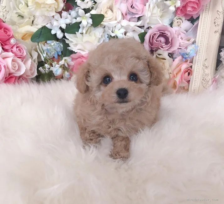 ID：2104-03368の子犬