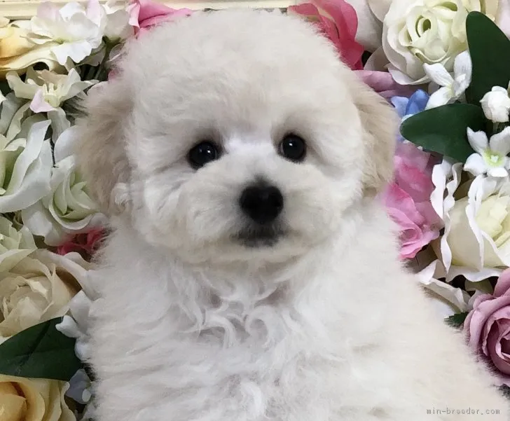 ID:1901-02576の子犬