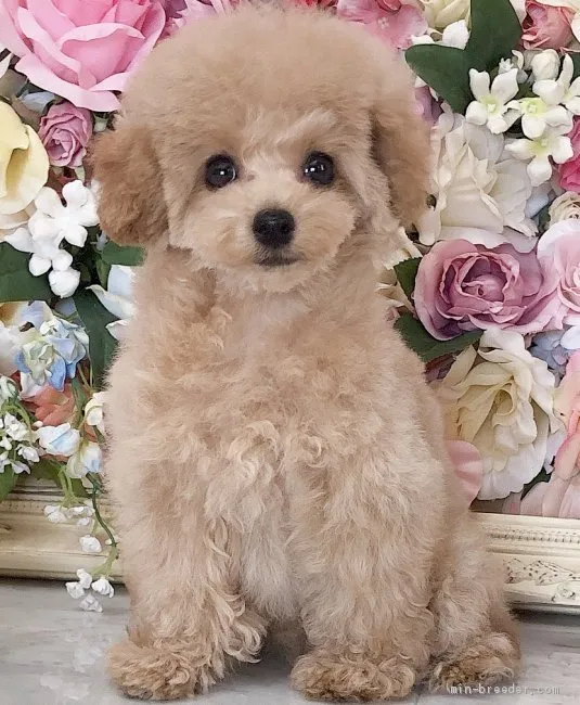 ID：2106-01322の子犬