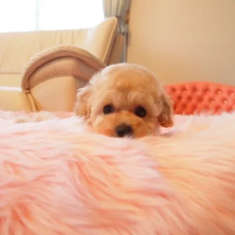 ID:1409-01174の子犬