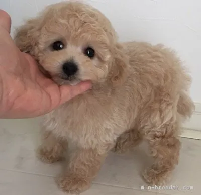 ID：1604-01004の子犬