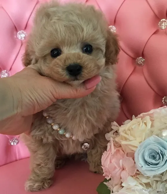 ID:1703-00051の子犬