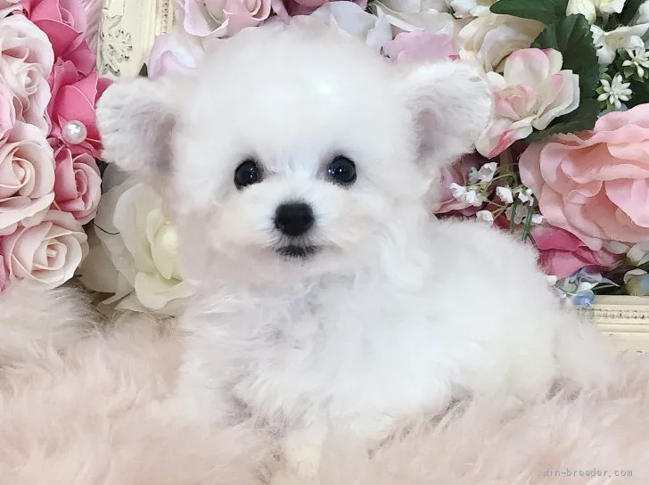 K.Y 様のお迎えした子犬