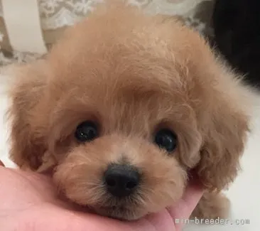 ID：1509-00561の子犬