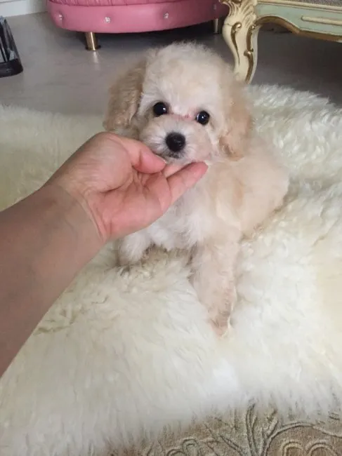 キラキラ 様のお迎えした子犬
