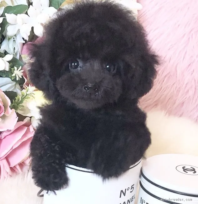T.Y 様のお迎えした子犬
