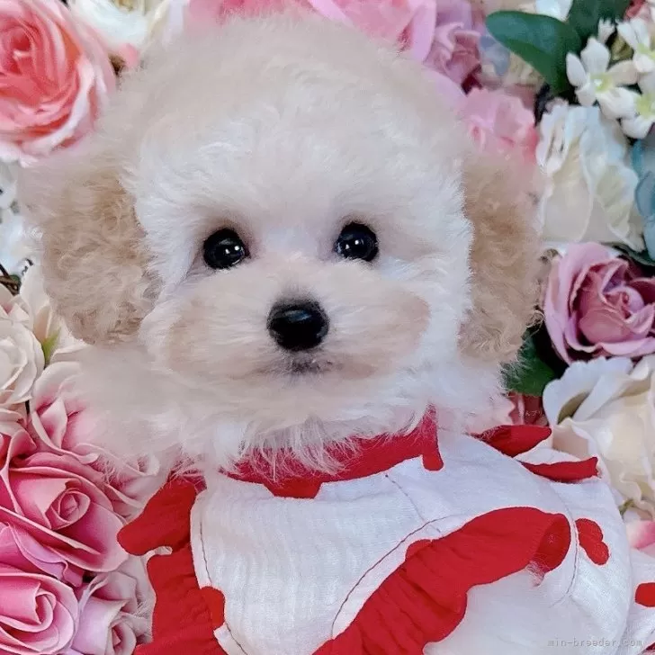 ID：2402-01921の子犬