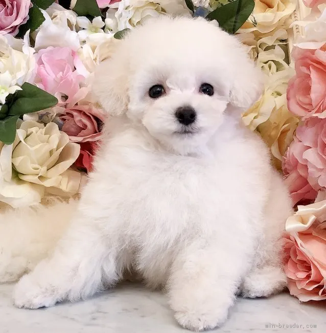 K.A 様のお迎えした子犬