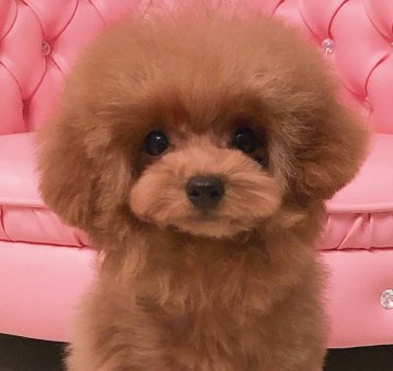 トイプードル(ティーカップ)【三重県・男の子・2019年5月13日・レッド】の写真「♡ミニミニサイズのテディベアープーちゃん♡」