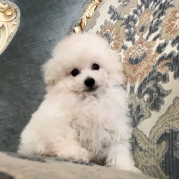 トイプードル(ティーカップ)【三重県・男の子・2018年2月14日・ホワイト】の写真「スペシャルプレミアムボーイ！」
