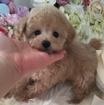 トイプードル(ティーカップ)【三重県・男の子・2016年2月15日・アプリコット】の写真「極小ティーカップサイズ♪アプリコットＢＯＹ」