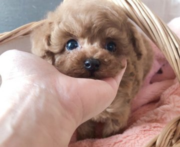 トイプードル(ティーカップ)【三重県・女の子・2021年12月8日・レッド】の写真「マイクロサイズ♡小さなお姫様」