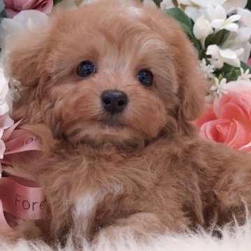 トイプードル(ティーカップ)【三重県・男の子・2023年1月3日・アプリコット】の写真「優しいお顔立ち♡とっても可愛いsweet boy」