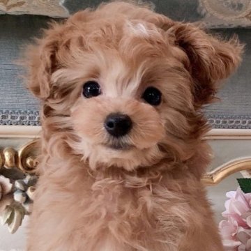 トイプードル(ティーカップ)【三重県・男の子・2023年1月3日・アプリコット】の写真「お顔も性格もとっても可愛いボク♡sweet boy」