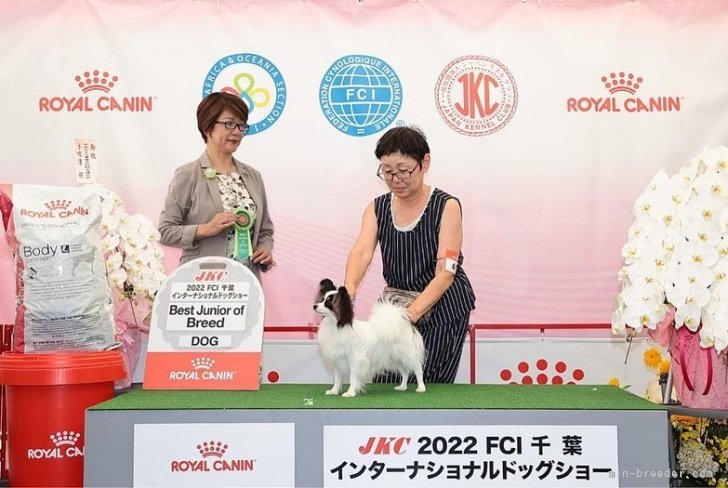 木村　眞由美(きむら　まゆみ)ブリーダー(栃木県・パピヨンなど・JKC登録)の紹介写真5