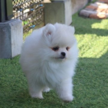 ポメラニアン【栃木県・男の子・2024年12月1日・ホワイト】の写真「小ぶりな元気な甘えん坊」
