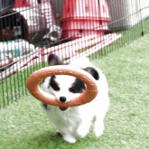 パピヨン