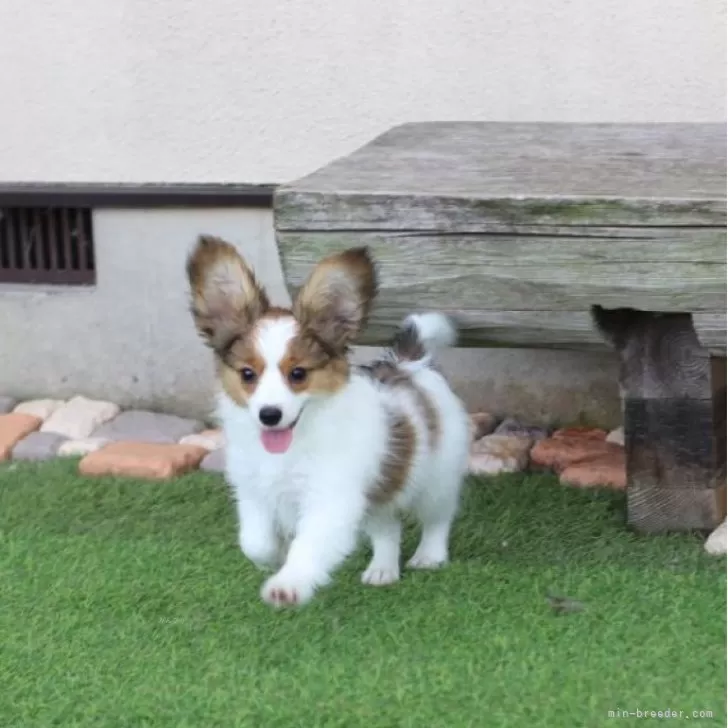 ID：2407-05610の子犬