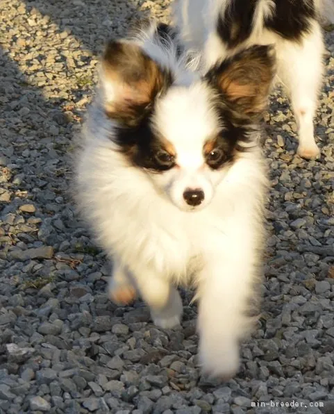 ID:1611-01915の子犬