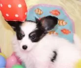 パピヨン【栃木県・男の子・2023年12月12日・トライカラー】の写真3