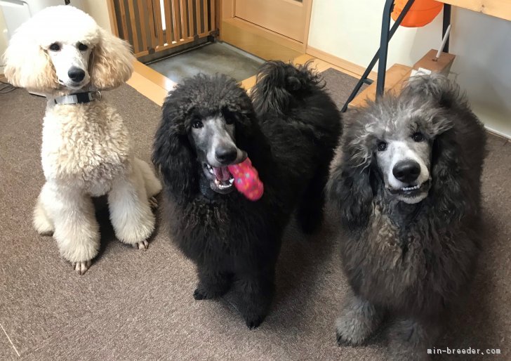 齋藤　美子(さいとう　よしこ)ブリーダー(群馬県・スタンダードプードル・JKC登録)の紹介写真2