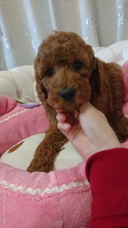 ID：1701-01476の子犬