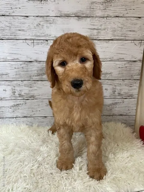 antonio 様のお迎えした子犬