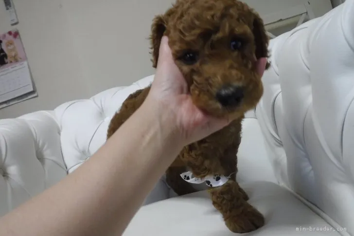 ひで坊 様のお迎えした子犬