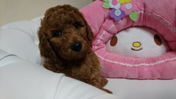 スタンダードプードル【群馬県・女の子・2016年12月9日・レッド】の写真「元気で健康な女の子です。」