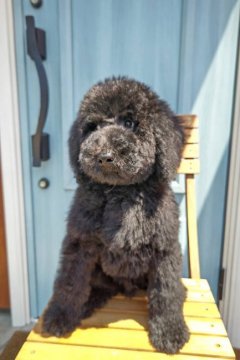 スタンダードプードル【群馬県・男の子・2022年2月13日・グレー】の写真「とても元気な男の子です。」