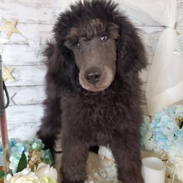 スタンダードプードル【群馬県・男の子・2022年2月13日・グレー】の写真「元気で可愛い男の子」