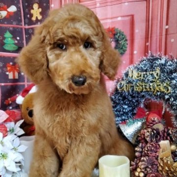 スタンダードプードル【群馬県・男の子・2023年9月6日・レッド】の写真「元気いっぱいの男の子です。」