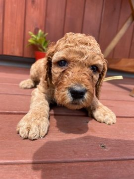 スタンダードプードル【群馬県・女の子・2021年4月3日・アプリコット】の写真「可愛い女の子です。」