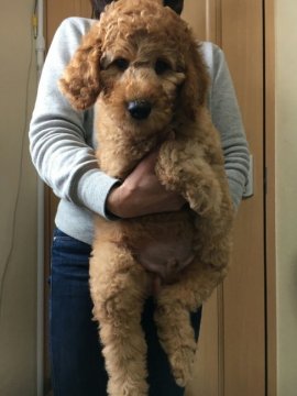 スタンダードプードル【群馬県・男の子・2016年2月16日・アプリコット】の写真「」