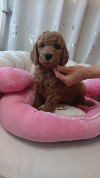 スタンダードプードル【群馬県・男の子・2016年12月9日・レッド】の写真「健康で元気な男の子です。」