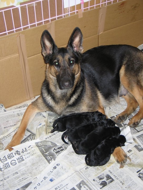 この子（親犬：サラ）から始まり、現在は孫犬がお母さん犬として活躍しています！｜菅原　恭子(すがはら　きょうこ)ブリーダー(茨城県・ジャーマン・シェパード・ドッグなど・JKC/日本警察犬協会登録)の紹介写真2
