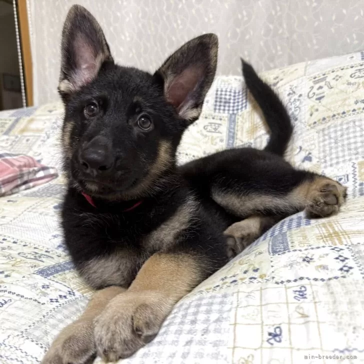 ID：2508-04957の子犬
