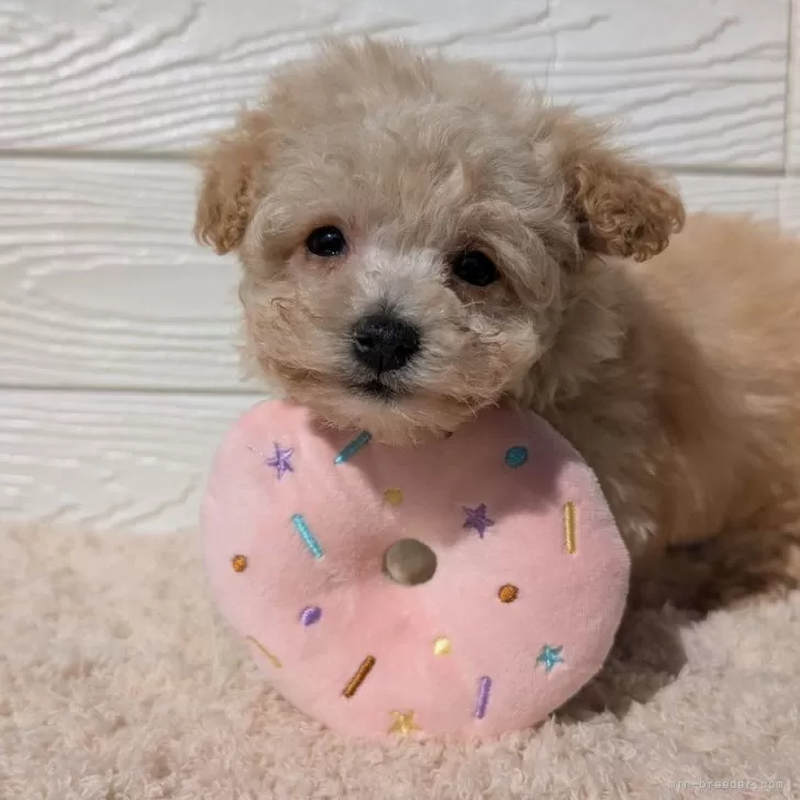 ID：2502-03189の子犬