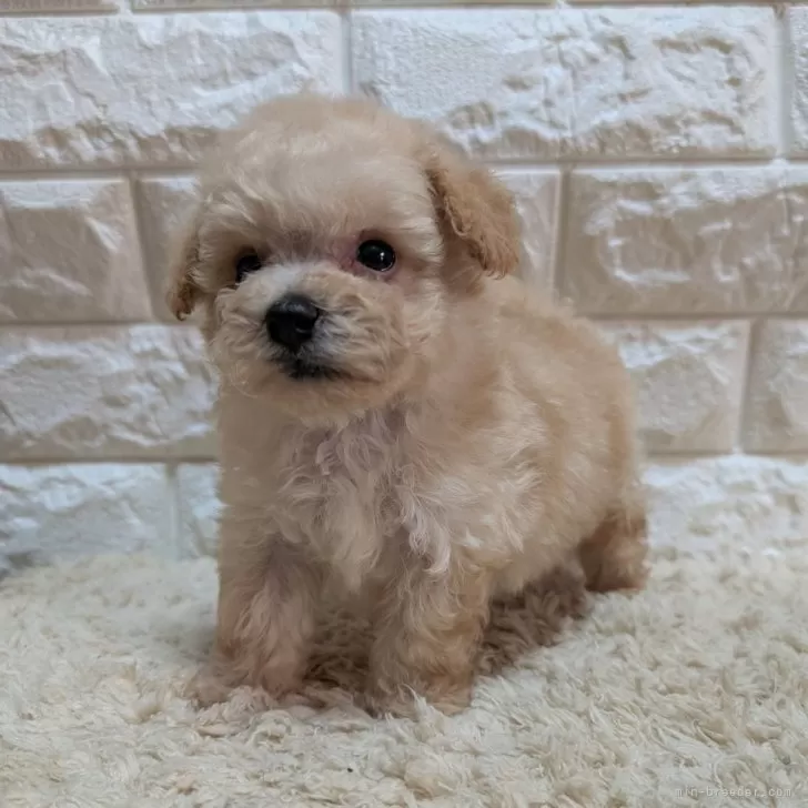 ID：2507-08314の子犬