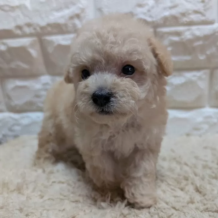 ID：2507-08312の子犬