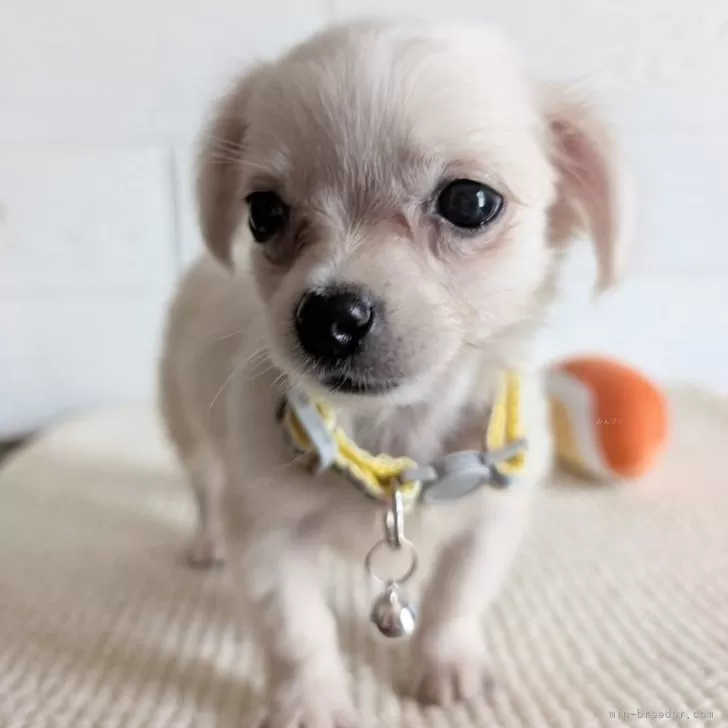 T.Y 様のお迎えした子犬