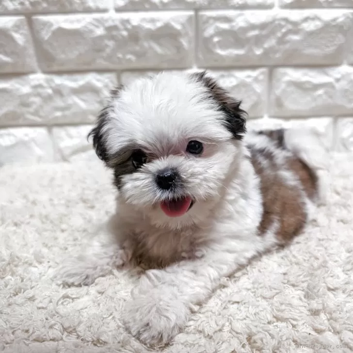 ID：2507-04152の子犬