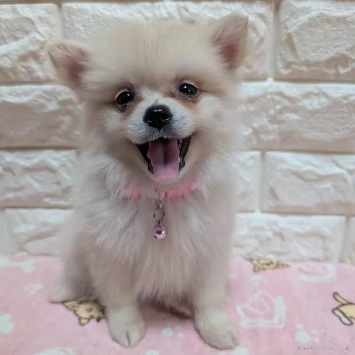 ID：2507-04155の子犬
