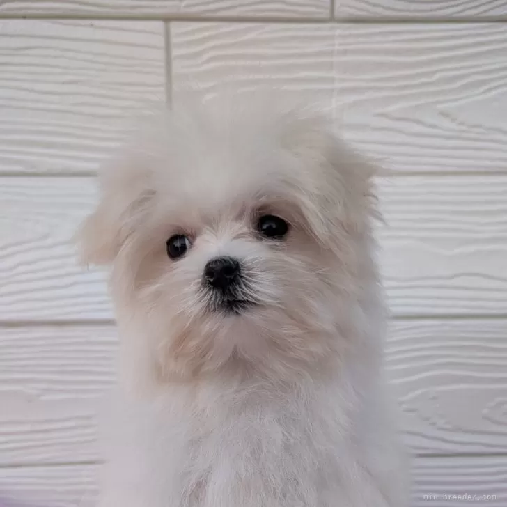 ID：2503-03011の子犬