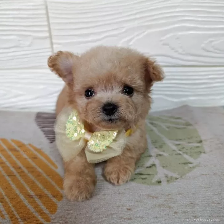 チワプー(トイプードル×チワワ)【宮崎県・男の子・2025年8月3日・アプリコット】の写真1