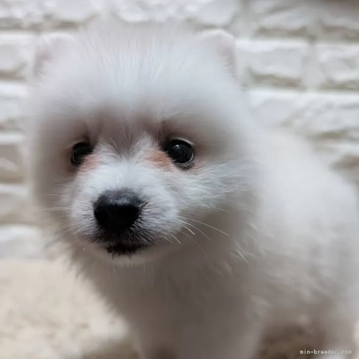 ID：2507-04134の子犬