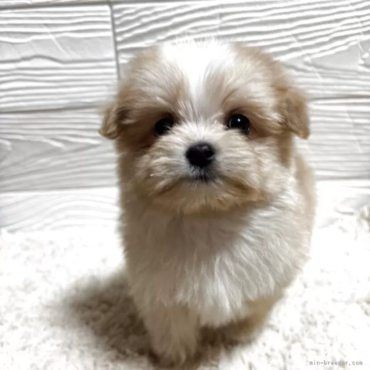 M.K 様のお迎えした子犬